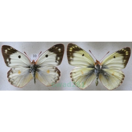 Colias hyale (Linnaeus, 1758) pair Szlaczkoń siarecznik Czech10